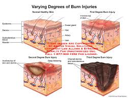 Medical Exhibits Demonstrative Aids Illustrations And Models