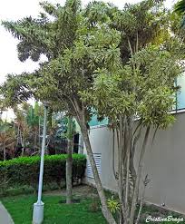 Como plantar dracena pleomele reflexa ou dracena reflexa. Pleomele Dracaena Reflexa Flores E Folhagens