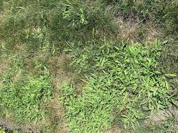 Is there any natural or chemical herbicide that will just kill grass and weeds but spare the moss? How To Identify And Remove Crabgrass From Your Yard Chicago Tribune
