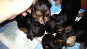 All our teacup yorkie puppies for sale are paper trained prior to leaving!!! Adorable Yorkshire Terrier Puppies From Birth To 10 Weeks Old Youtube