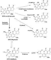 The fungi that produce aflatoxin grow on crops such as peanuts (especially) and wheat, corn, beans and rice.aflatoxin is a problem particularly in undeveloped and developing countries. Figure 1 From Efficacite De Detoxication De L Aflatoxine B1 Et De L Ochratoxine A Par Un Adsorbant Organique Evaluation Par La Balance D Excretion Et Les Parametres Toxicocinetiques Chez Le Rat Et La