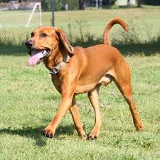 Find the perfect redbone coonhound puppy at puppyfind.com. Redbone Coonhound Puppies For Sale Adoptapet Com