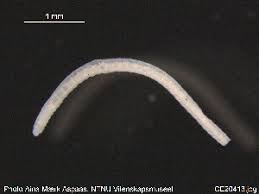 Image result for Buchholzia