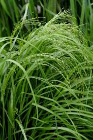 Image result for Eragrostis chapelieri