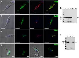 We did not find results for: Identification Of Contractile Vacuole Proteins In Trypanosoma Cruzi