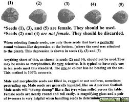 Identifying Female Seeds 420 Magazine