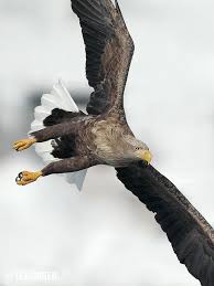 White Tailed Sea Eagle Eagle Birdsofprey Birdofprey Bird Of Prey Yirtici Kuslar Kartal Kus
