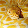 Python has syntax that allows developers to write programs with fewer lines than some other programming languages. 1