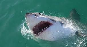 The bite force of a bull shark is 5914 newtons, which is bull sharks are apex predators, so their main threat is mankind. Bull Shark Attacks In French Pacific Overseas Territory Mercopress