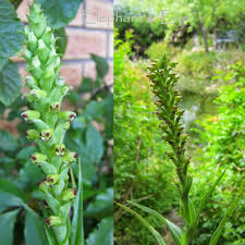 Image result for Corycium