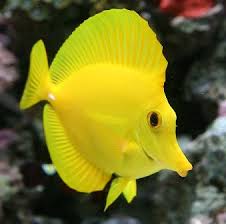 Black And Yellow Fish Saltwater Yellow Tang Saltwater Aquarium Fish Salt Water Fish Saltwater Fish Tanks