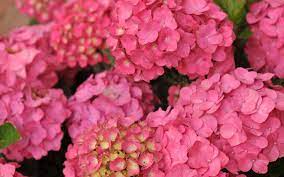 Blooming hydrangea flowers wallpapers, hydrangea flowers in garden. Flowers Spring Flori Hydrangea Summer Flower Pink Wallpaper Hd Free Download Hydrangea Wallpaper Flowers Summer Flowers