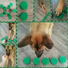 Check spelling or type a new query. Diy Dog Brain Game Diy Dog Toys Diy Dog Stuff Diy Dog Toys Puzzles