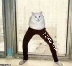 © 2007_2018 josé cabrita all right reserved built with indexhibit. Pin By Laura Cabrita On Pipis Room Cute Memes Cat Memes Funny Animal Memes