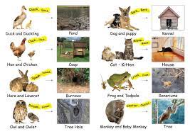 Animals And Their Homes Young Ones Of Animals Animals