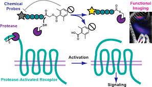 Chemical Tools to Image the Activity of PAR-Cleaving Proteases | ACS Bio &  Med Chem Au
