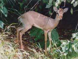 Image result for Vigna kirkii