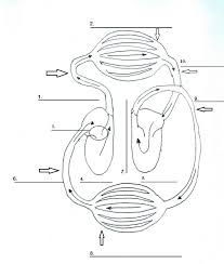 Circulatory system for kids coloring pages. Circulatory System Digestive System Diagram Color Worksheets