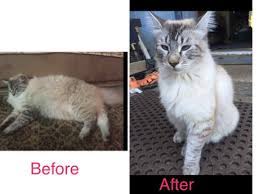 Getting rid of fat while maintaining lean mass. I Decided To Put My Lazy Cat On A Diet 9gag