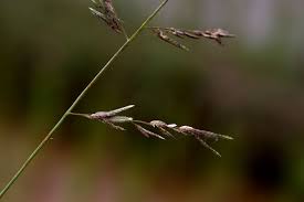 Image result for Eragrostis atrovirens