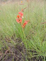 Image result for Disa erubescens