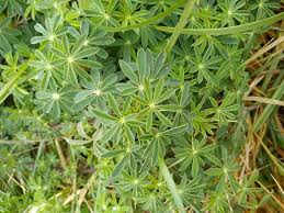 Sheffield's Seed Company