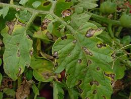 Image result for Septoria leaf spot of tomato