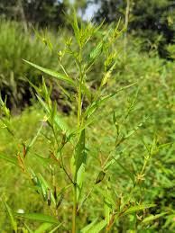 Image result for Ludwigia erecta