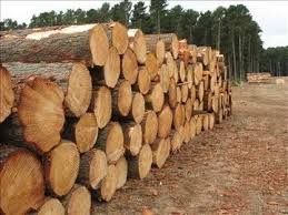 Wood Logs Wood Timber Wood Logs