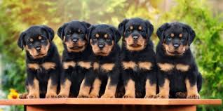 The rottweiler is a large and strong breed of dog. Rottweiler Growth Chart Weight Chart Size Chart