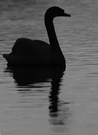 Image result for black swans in analysis