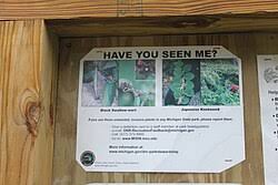 Image result for Vincetoxicum stenolobum