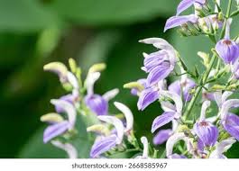Image result for Brillantaisia cicatricosa