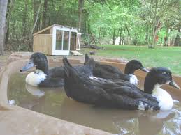 Find this pin and more on crafts & diy projects by countryliving. The Project Lady Duck House Project Build