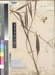 Image result for Lefebvrea grantii