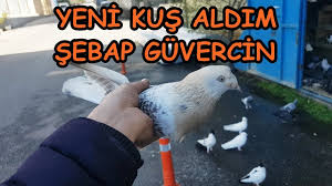 Yeni Basik On Tepe Sebap Guvercin Aldim Youtube