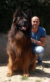 Amazing Long Hair Gsd German Shepherd Dogs German Sheperd Dogs Shepherd Dog