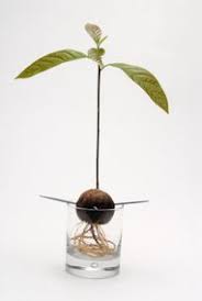 Grow An Avocado Tree Avocado Plant Avocado Tree Grow An Avocado Tree