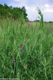 Image result for Lathyrus hirsutus