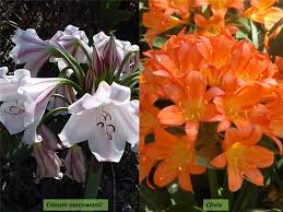 Image result for Amaryllidaceae