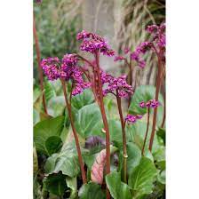 However, it dislikes heavy soils and standing water. Bergenia Cordifolia Baby Doll Pflanzen Fur Dich De 6 00