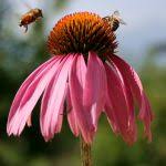 Découvrez nos extraits de plantes secs ou fluides standardisés issus de l'agriculture conventionnelle ou biologique. Les E P S Extrait De Plantes Fraiches Standardises Pharmacie Herboristerie Lacapelle Biron
