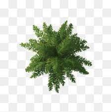 Palmier Tree Photoshop Tree Plan Trees Top View