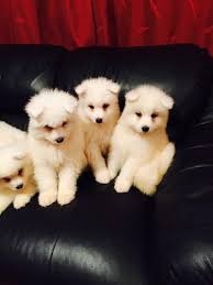 Maybe you would like to learn more about one of these? Absolutely Beautiful Healthy And Active Samoyed Puppies For Sale For Sale In Tampa Florida Classified Americanlisted Com