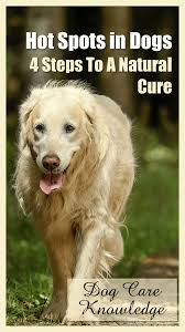Thankfully, hot spots are one. Hot Spots In Dogs 4 Steps To A Cure