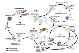 A technical film about the development of the malaria parasite through human and mosquito phases. Lesson 1 Introduction To Malaria Wikieducator