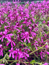 Image result for Pelargonium