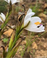 Image result for Aristea