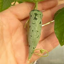 Image result for Kedrostis leloja