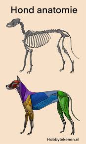 Schattige hondjes dieren tekenen easy pencil drawings vogels tekenen kleine cartoon hond schets dieren tekenen cartoon hond cartoon tekeningen free clip arts how to draw animals clipart dieren tekenen leer tekenen tekenen Realistische Hond Leren Tekenen Hobbytekenen Nl Hobbytekenen Nl